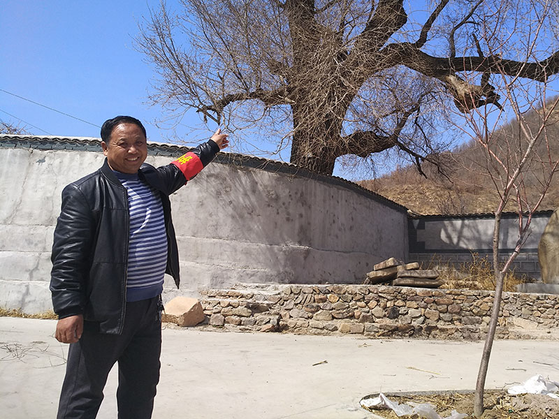 選 西溝村黨支部書(shū)記葉德紅說(shuō):“這棵古樹(shù)據(jù)說(shuō)有立根屯時(shí)就有了。”