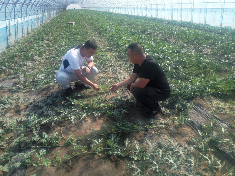 看著冷棚里長勢喜人的西瓜秧，郭洪波（左）高興得合不攏嘴