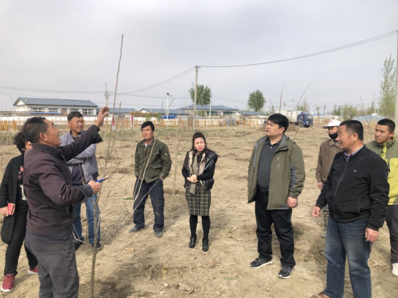 考察山里紅種植項(xiàng)目,回村后帶領(lǐng)技術(shù)人員教村民種植技術(shù)