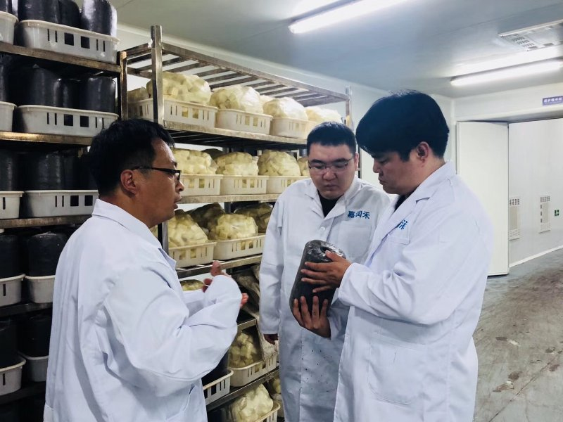 考察蘑菇種植項(xiàng)目