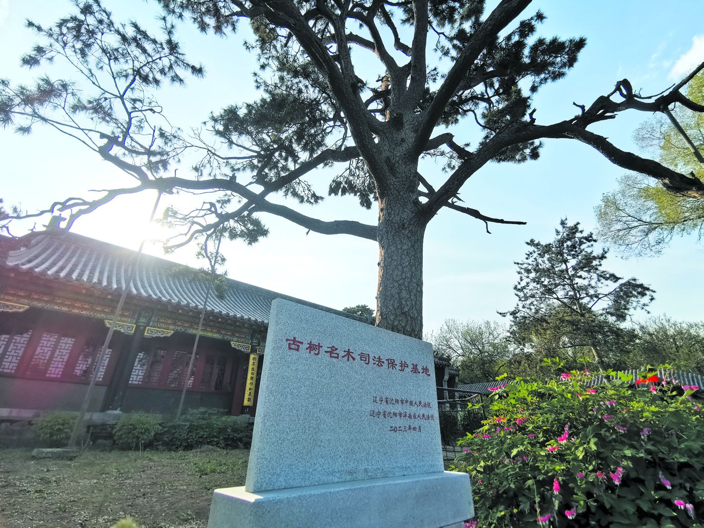 “古樹(shù)名木司法保護(hù)基地”石碑立在古松邊。