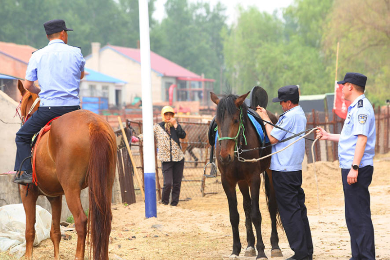 巡邏前，民警為愛馬整理好馬鞍。