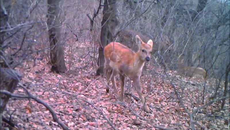 紅外相機(jī)鏡頭下梅花鹿的身影3