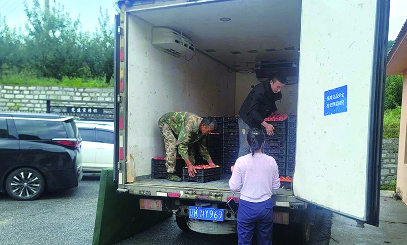 分揀好的李子裝上運輸車