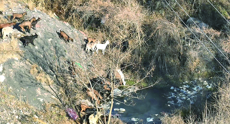 頭題圖2,無(wú)人機(jī)在山中找到走失羊群