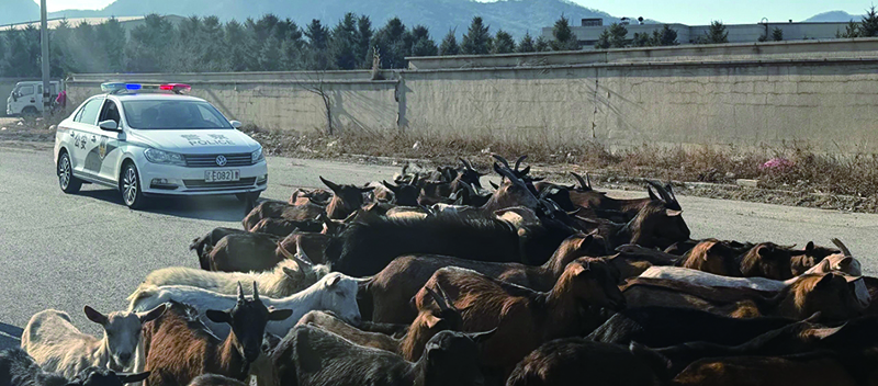 頭題圖3,警車(chē)護(hù)送羊群回家